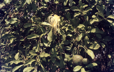 APII jpeg image of Capparis mitchellii  © contact APII