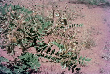 APII jpeg image of Senna pleurocarpa  © contact APII