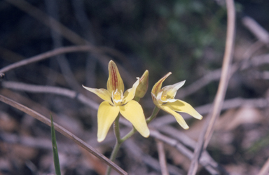 APII jpeg image of Caladenia flava  © contact APII
