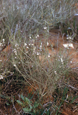 APII jpeg image of Boronia coerulescens  © contact APII