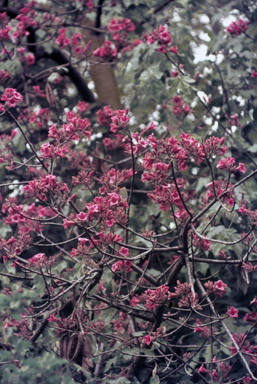 APII jpeg image of Brachychiton discolor  © contact APII