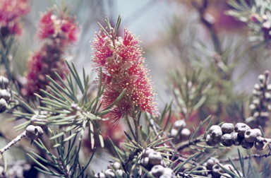 APII jpeg image of Callistemon brachyandrus  © contact APII