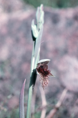 APII jpeg image of Calochilus robertsonii  © contact APII
