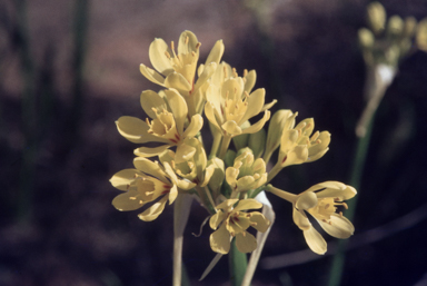 APII jpeg image of Calostemma luteum  © contact APII