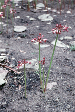 APII jpeg image of Calostemma purpureum  © contact APII