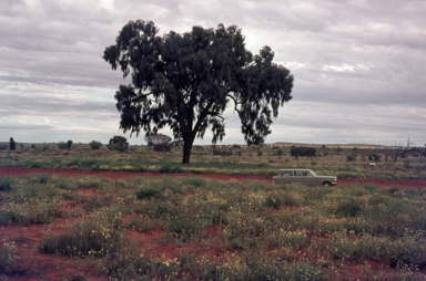 APII jpeg image of Allocasuarina decaisneana  © contact APII