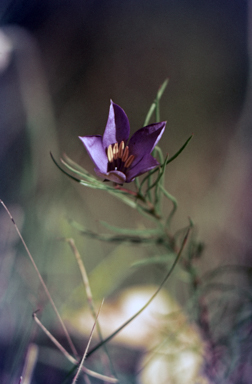 APII jpeg image of Cheiranthera volubilis  © contact APII