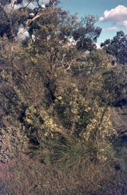 APII jpeg image of Clematis microphylla  © contact APII