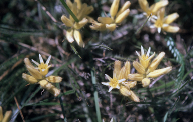 APII jpeg image of Conostylis setigera  © contact APII