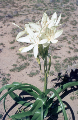 APII jpeg image of Crinum flaccidum  © contact APII