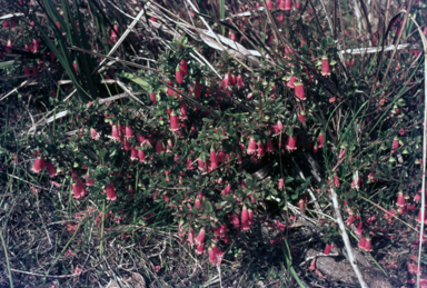 APII jpeg image of Correa pulchella  © contact APII