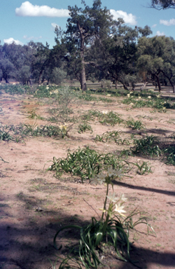 APII jpeg image of Crinum flaccidum  © contact APII