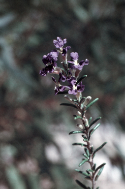 APII jpeg image of Dampiera rosmarinifolia  © contact APII