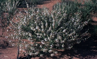 APII jpeg image of Dicrastylis verticillata  © contact APII