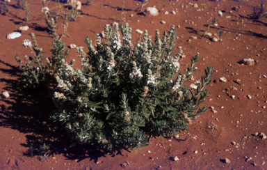 APII jpeg image of Dicrastylis verticillata  © contact APII