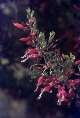 APII jpeg image of Eremophila maculata  © contact APII