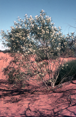 APII jpeg image of Duboisia hopwoodii  © contact APII