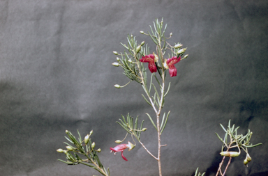 APII jpeg image of Eremophila alternifolia  © contact APII