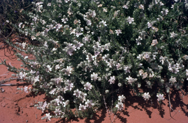 APII jpeg image of Dicrastylis verticillata  © contact APII