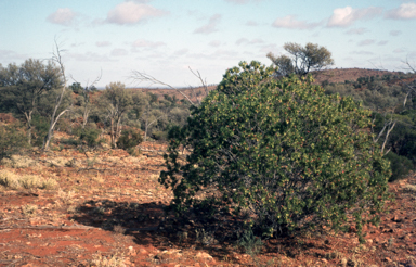 APII jpeg image of Eremophila duttonii  © contact APII