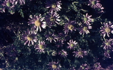 APII jpeg image of Erodiophyllum elderi  © contact APII