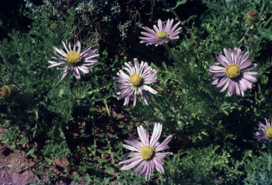 APII jpeg image of Erodiophyllum elderi  © contact APII