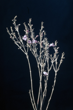 APII jpeg image of Eremophila scoparia  © contact APII