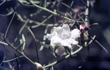 APII jpeg image of Eremophila polyclada  © contact APII