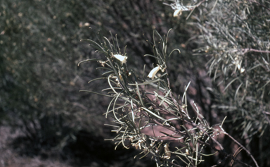 APII jpeg image of Eremophila oppositifolia  © contact APII