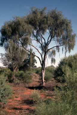 APII jpeg image of Flindersia maculosa  © contact APII
