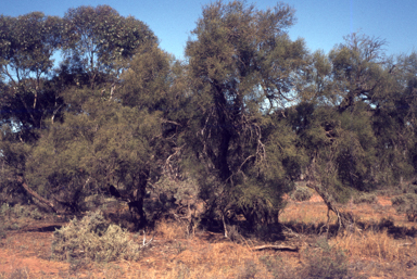 APII jpeg image of Exocarpos aphyllus  © contact APII