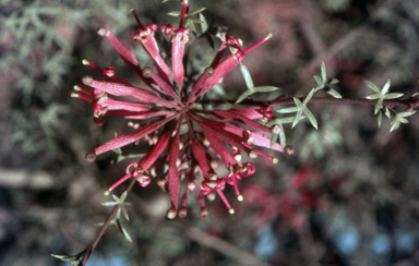 APII jpeg image of Grevillea huegelii  © contact APII