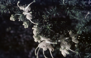 APII jpeg image of Grevillea lavandulacea  © contact APII