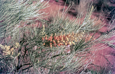 APII jpeg image of Grevillea juncifolia  © contact APII