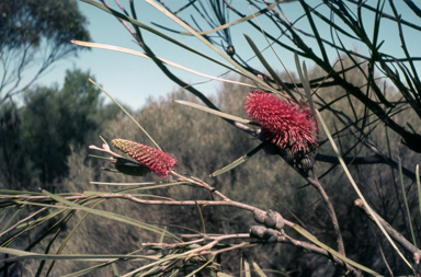APII jpeg image of Hakea francisiana  © contact APII