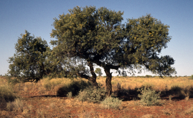 APII jpeg image of Hakea divaricata  © contact APII