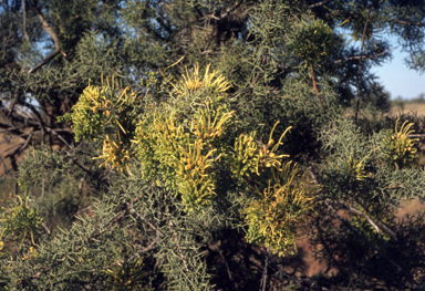 APII jpeg image of Hakea divaricata  © contact APII