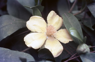 APII jpeg image of Hibbertia scandens  © contact APII
