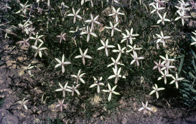 APII jpeg image of Isotoma axillaris  © contact APII
