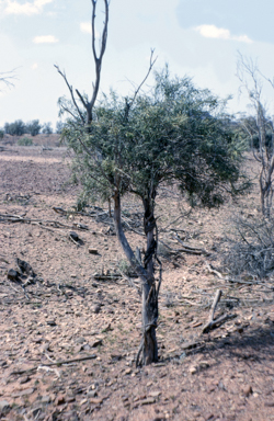 APII jpeg image of Leichhardtia australis  © contact APII