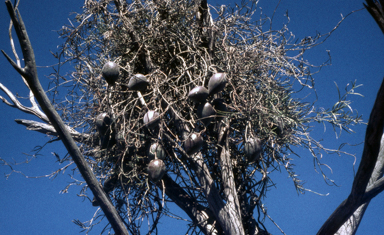APII jpeg image of Leichhardtia australis  © contact APII