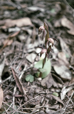 APII jpeg image of Pyrorchis nigricans  © contact APII