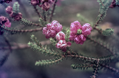 APII jpeg image of Melaleuca pulchella  © contact APII