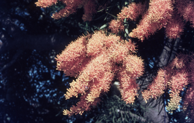 APII jpeg image of Nuytsia floribunda  © contact APII