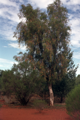 APII jpeg image of Pittosporum phillyreoides  © contact APII