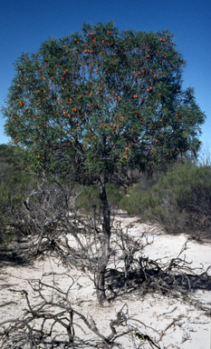 APII jpeg image of Pittosporum phillyreoides  © contact APII