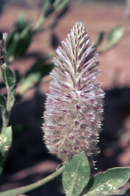 APII jpeg image of Ptilotus exaltatus  © contact APII