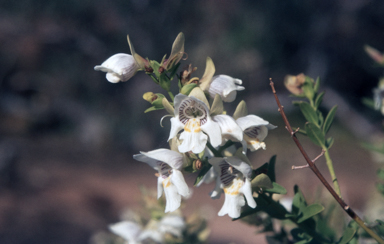 APII jpeg image of Prostanthera striatiflora  © contact APII