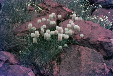 APII jpeg image of Ptilotus macrocephalus  © contact APII