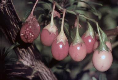 APII jpeg image of Solanum aviculare  © contact APII